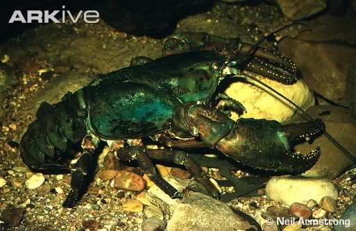 giant crayfish