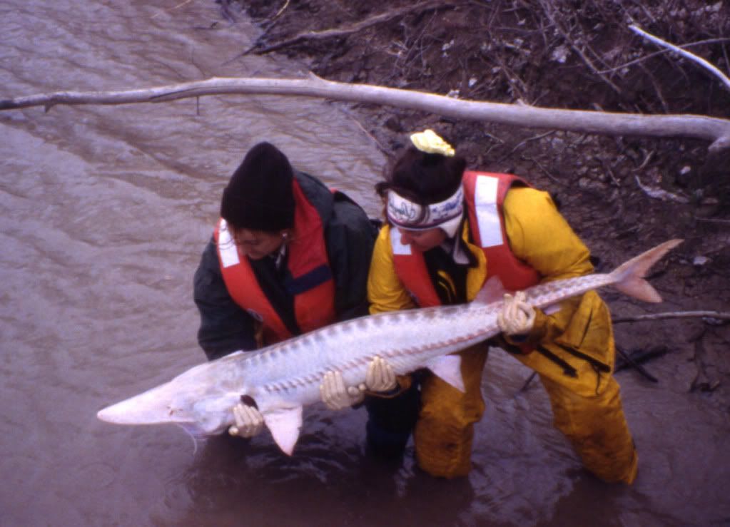 pallid sturgeon