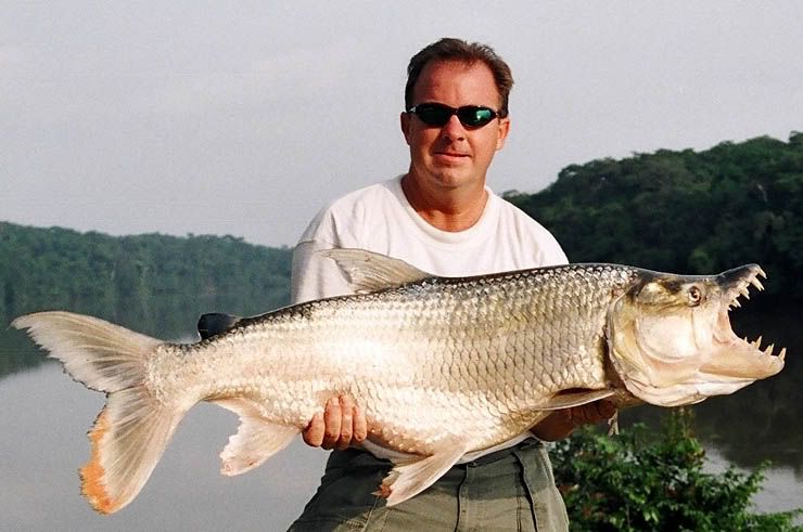 goliath tigerfish