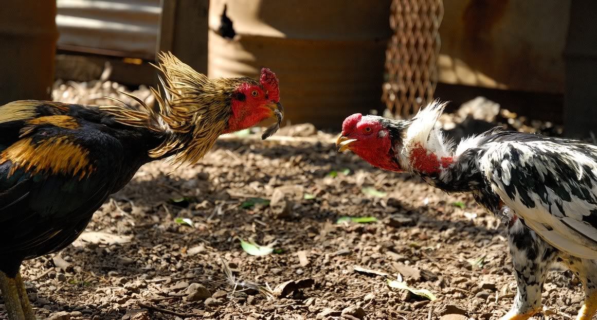 Chicken Fight Videos | Photobucket