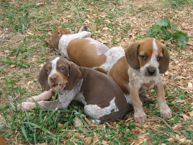 treeing cur puppies