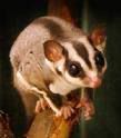 sugar glider Pictures, Images and Photos