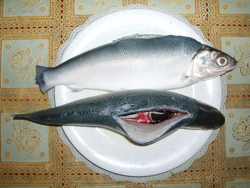 Milk Fish Images