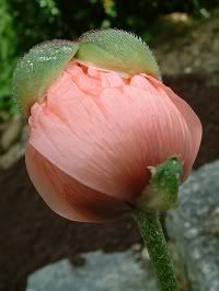 transformation,blossoming,blossom,poppy,flower bursting from bud