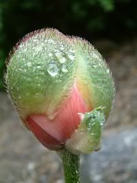 flower bud bursting open,transformation