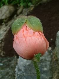 poppy,flower blossoming,transformation