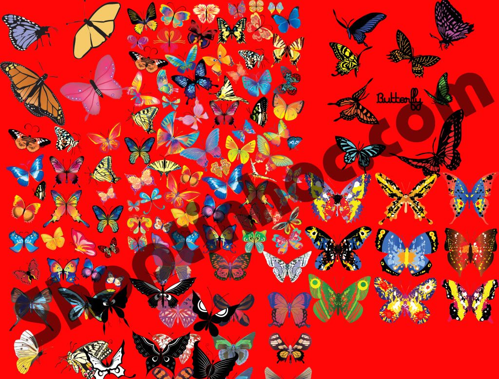 Cacloaibuom.jpg