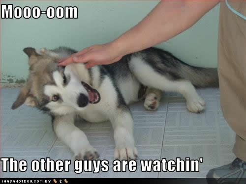 funny-dog-pictures-guys-watchin.jpg