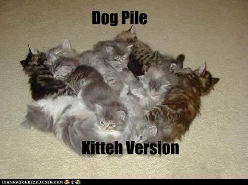 funny-pictures-kittens-are-in-pile.jpg