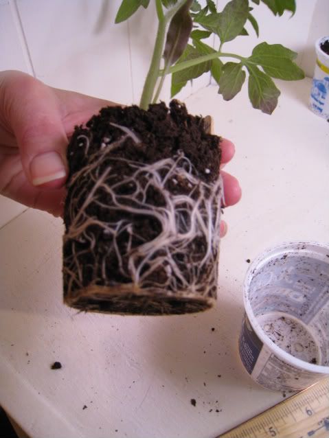 big_beef_roots.jpg big beef roots image by cleo88_garden