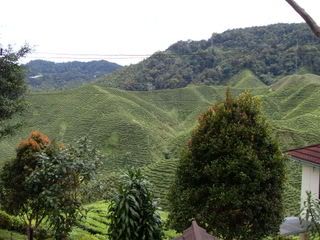 Cameron Tea Farm