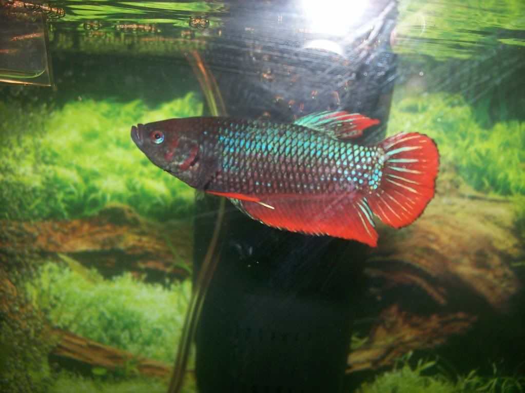 king betta