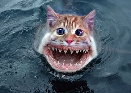 jaws kitten